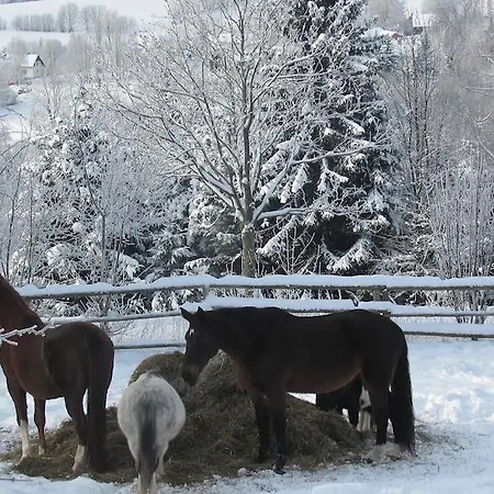Kamarad